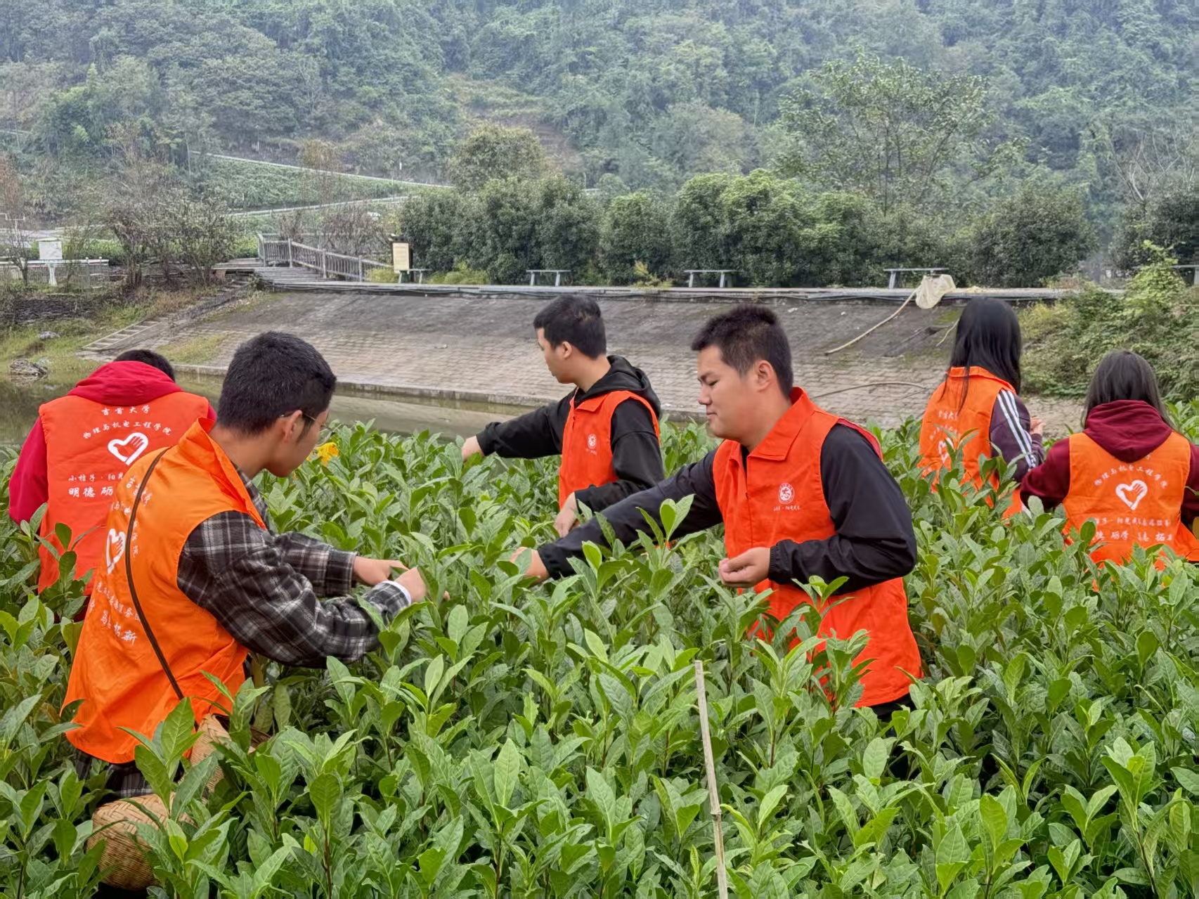 我校组织新生开展秋季采茶劳动实践活动